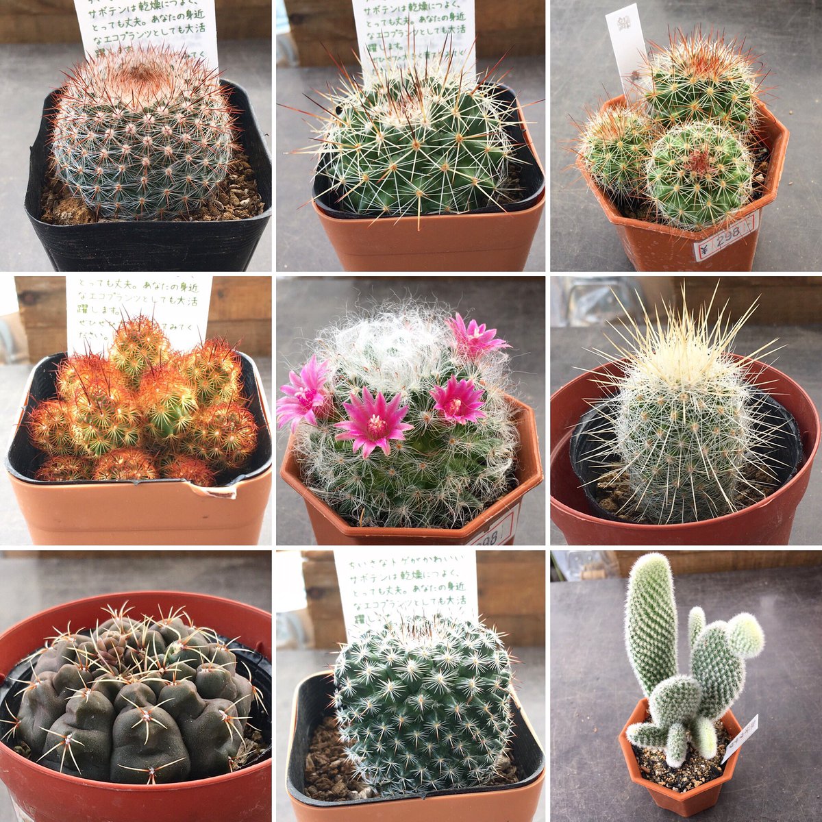 Rupo 多肉植物専門店 على تويتر 可愛いサボテンもありますよっ T Co Qrhclsmikl