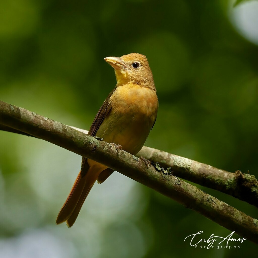 CorbyAmos's tweet photo. Beautiful female Summer Tanager. She looks so golden in the light. She was about 20 meters out...using the monopod definitely helped w/this shot.
.
.
#birdphotography #birdphoto #birdphotos #birdsofinstagram #backyardbirdfeeder #birdsofvirginia #backyardbirds #birdphotograph… https://t.co/k9gpjUM50X