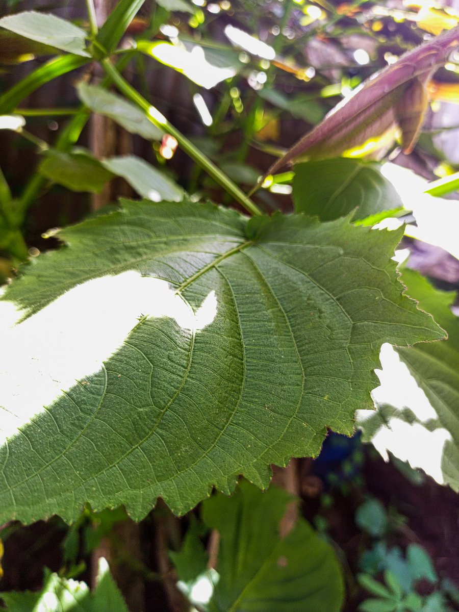 TheGiantB_G's tweet photo. Green Light.
📸#Camon17
Adobe Lightroom.
#CamissionMasterPhotoGraphy https://t.co/PlcfRxlUBZ