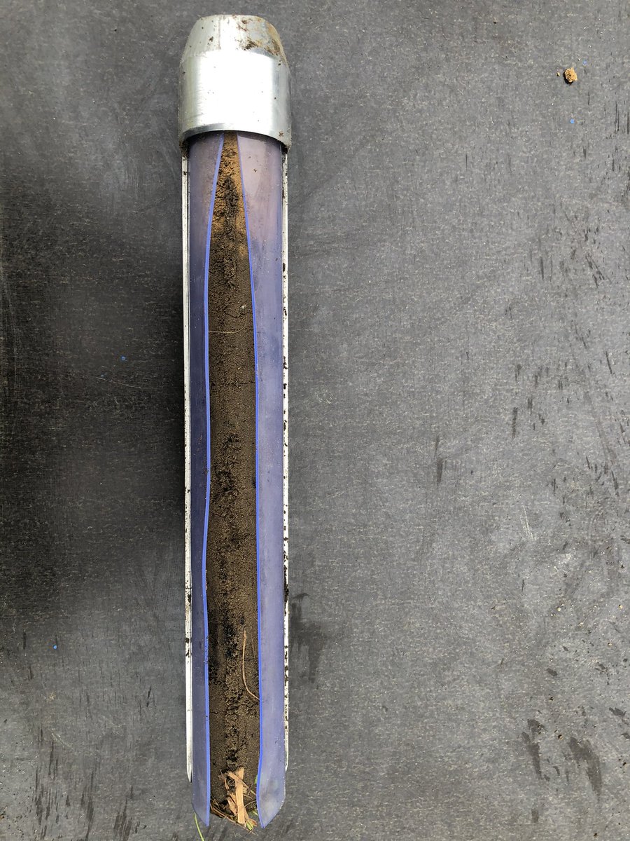 POEM_experiment's tweet photo. First #soil cores to look at the vertical distribution of #roots in the POEM plots 😎🥳 @BenjaminDelory @InesACrespo @temperton_vicky https://t.co/EHf830bocB