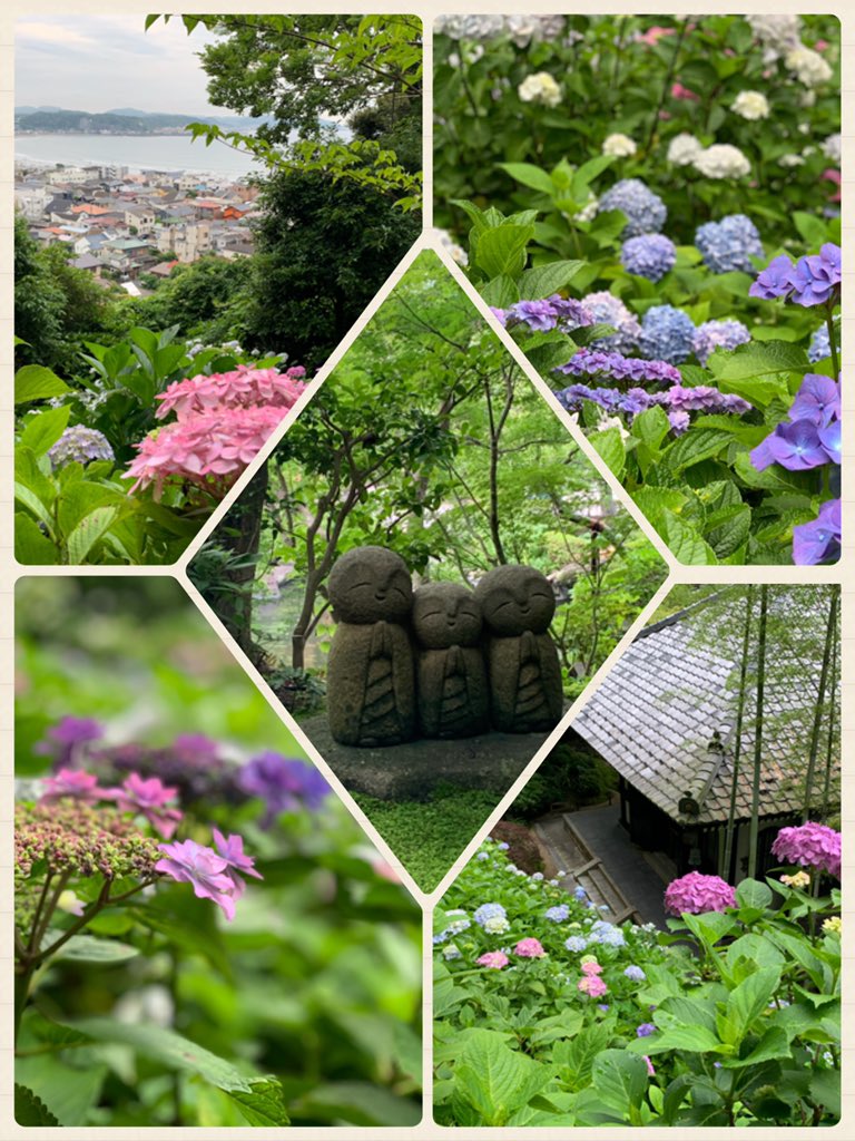 なな こ 鎌倉散歩 長谷寺の紫陽花 妙法寺の苔の階段 お土産は紫陽花サブレ T Co Fcz2uqi6tu Twitter