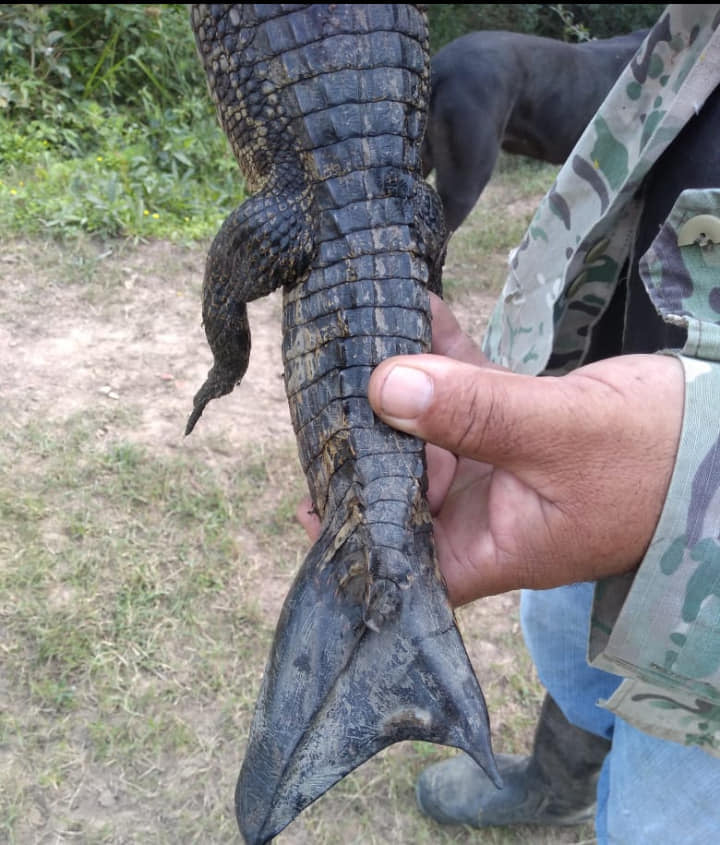 Yacare Caiman(C.yacare 