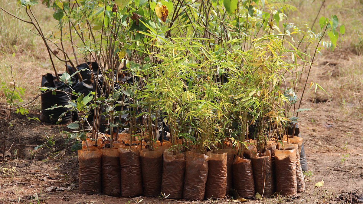 Saplings ready for planting.