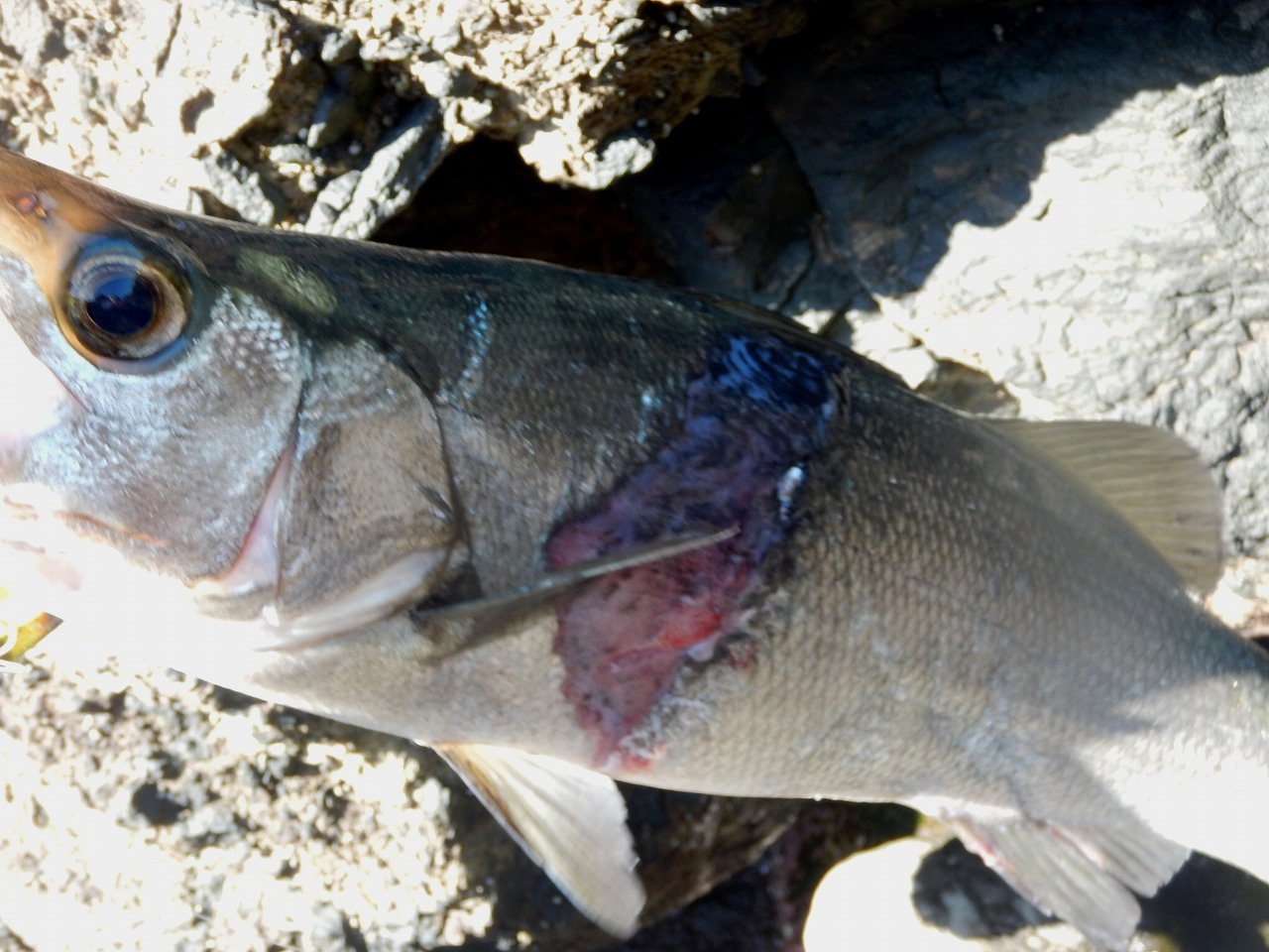 ぼらお フィッシュグリップの貫通傷は歓迎されるものではないが許容範囲 治る 魚体を火傷させたり内臓を圧迫するよりマシ 真剣にリリース後の生存率を考えるなら できるだけ早く がキーワード ここに全部書いてある T Co Dwoehorhhx Twitter
