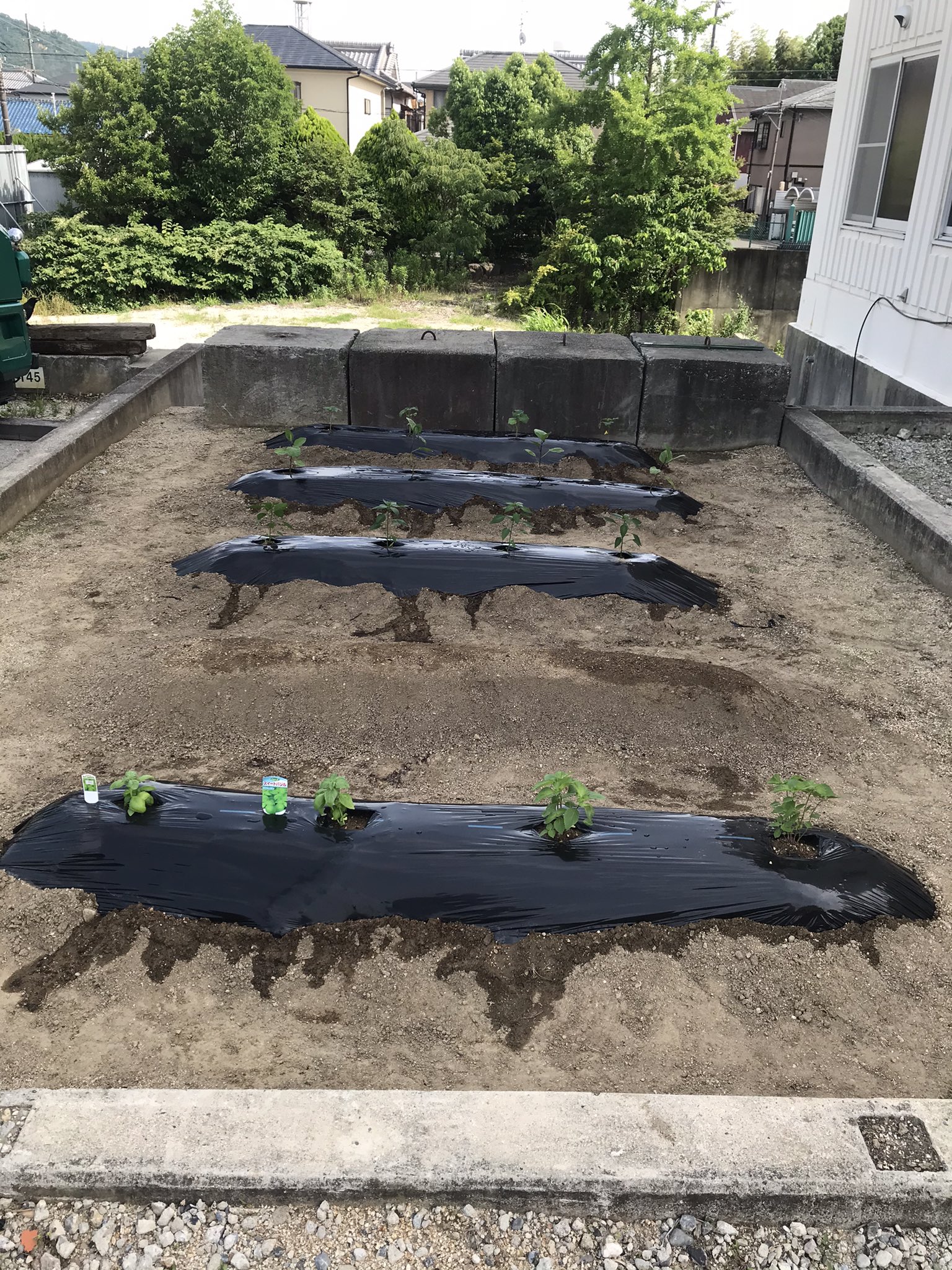 イモト農園 野菜植えました 明日 虫除けネットやる予定 去年キュウリの網が風で倒れたから 今年は低めにやろうと思います エンタープライズ山要 寝屋川興業 野菜 T Co Z7ivydcj1f Twitter