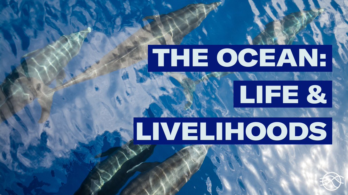 Ocean School 🐋 tweet media