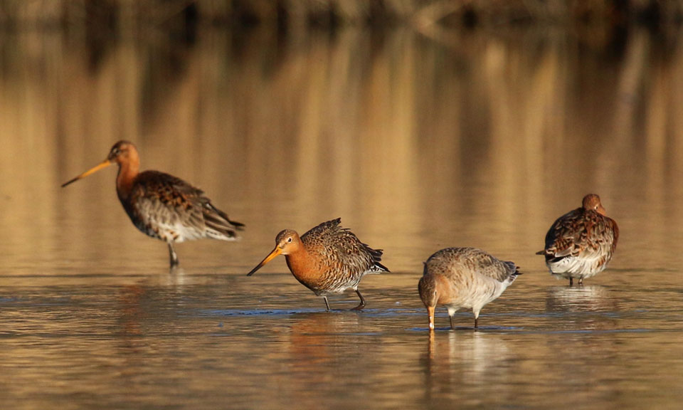 zuid_holland's tweet photo. Er komt een mooi weidevogelgebied van 28 hectare in de Zoetermeerse Meerpolder, in combinatie met een waterbergingsgebied. Provincie Zuid-Holland is akkoord gegaan met de kavelruil die dit definitief mogelijk maakt. Lees meer: https://t.co/sijfsPbEAp
#elkedagbeter https://t.co/whOuUv9lZS
