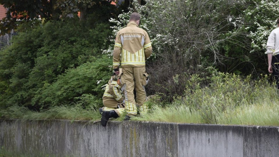 Brandweer redt kitten uit buis in Venlo ..