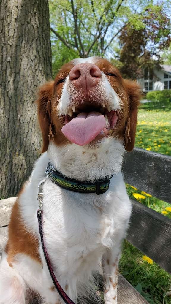 Complete K9 Inc. tweet media