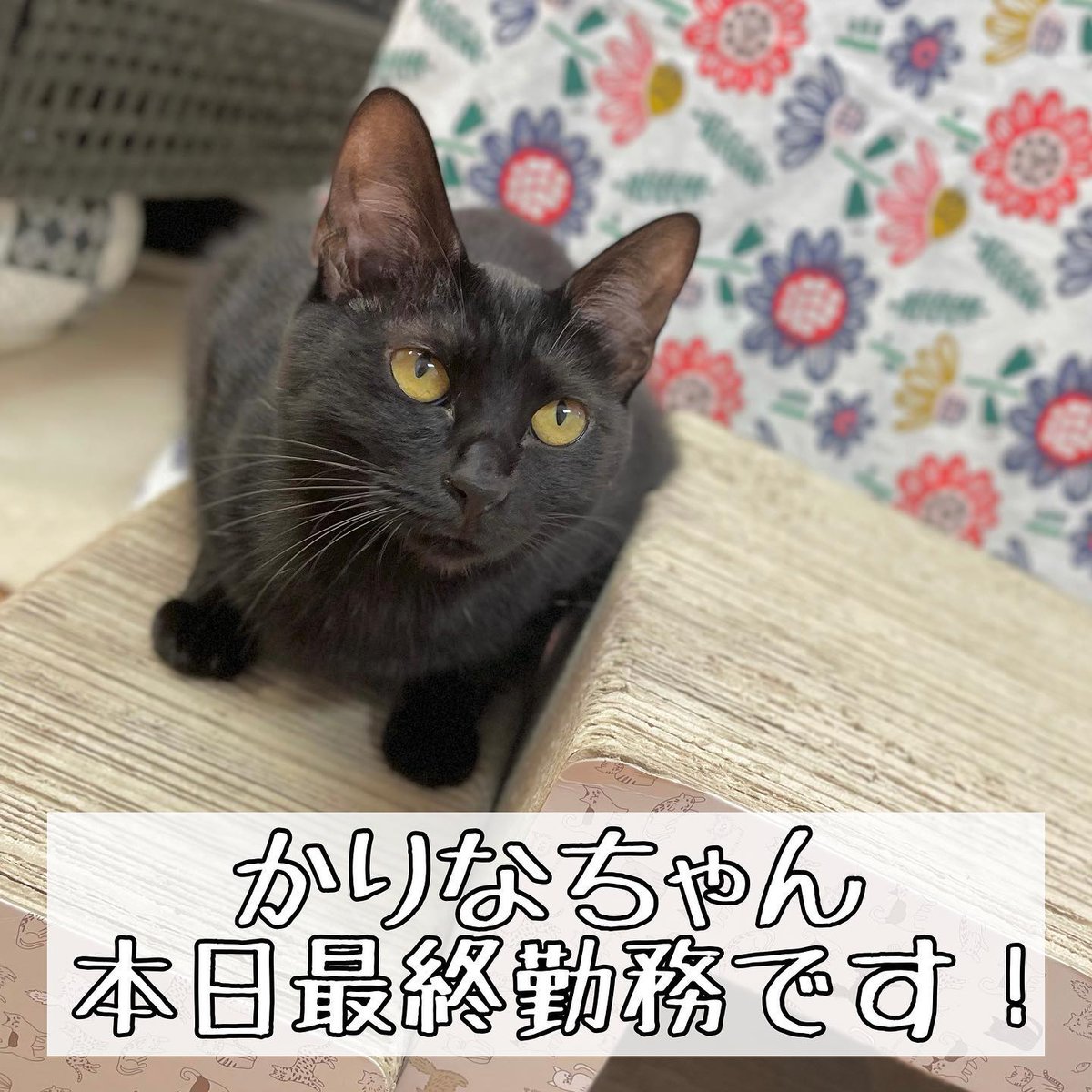 浦安市の保護猫カフェ 猫を売らない猫の店 猫の館me おーにゃー Nekonoyakatame Twitter 浦安市の保護猫カフェ 猫を売らない猫の店 猫の館me おーにゃー Nekonoyakatame Twitter