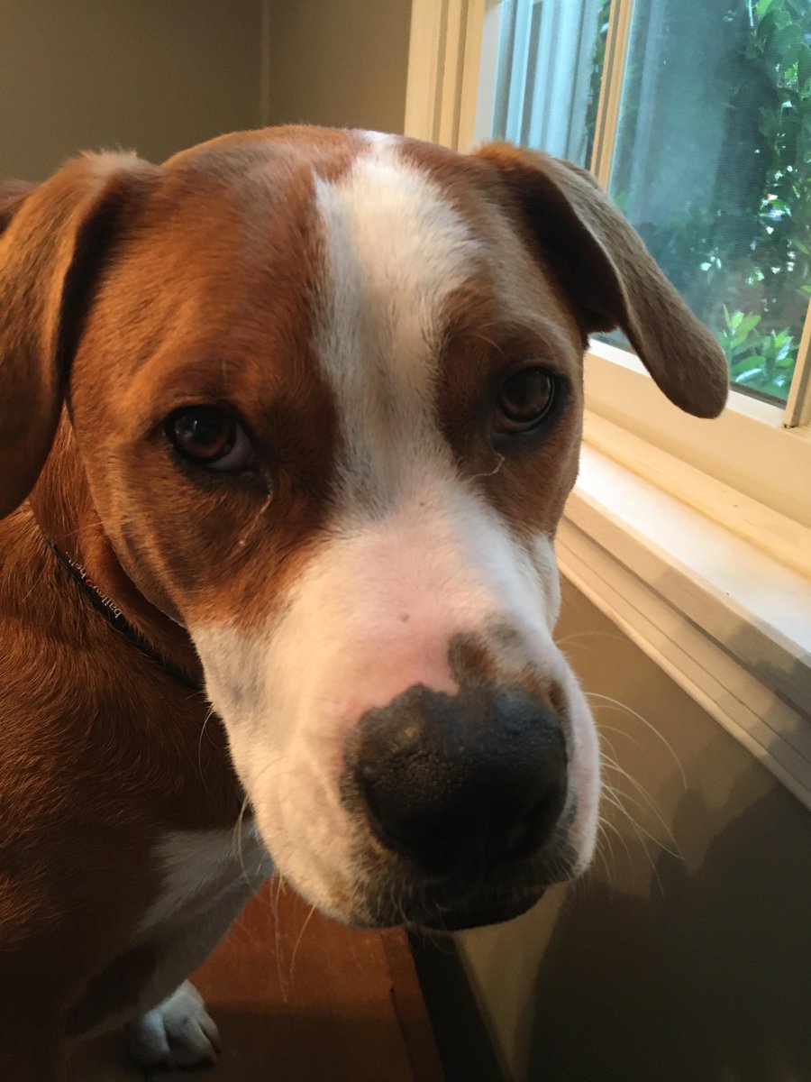 Geoff Pritchard (@geoffpritchard) on Twitter photo I'm going to add an electric fence to our property this summer for our dog (American Staffy/Husky/Beagle mix). We were planning to do the typical in-ground fence, but I saw an ad for <a href="/HaloCollar/">Halo Collar</a>. Anyone have feedback? I'm curious about benefits for the price and monthly fees. I'm going to add an electric fence to our property this summer for our dog (American Staffy/Husky/Beagle mix). We were planning to do the typical in-ground fence, but I saw an ad for <a href="/HaloCollar/">Halo Collar</a>. Anyone have feedback? I'm curious about benefits for the price and monthly fees.