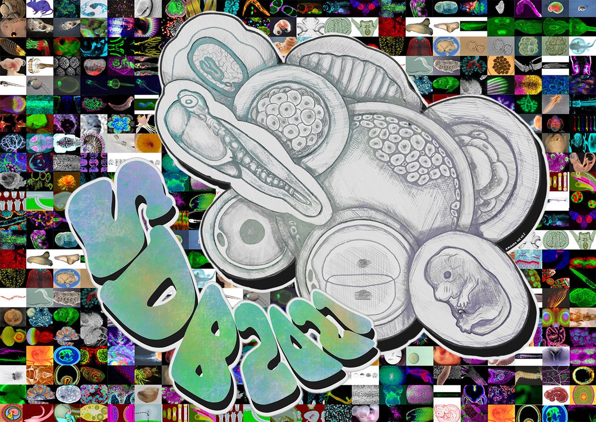 Society for Developmental Biology (@socdevbio) on Twitter photo Thanks to generous donations from the #devbio community, we are expanding our grant to support undergrads from low, lower-middle AND upper-middle income countries attend #2021SDB for free. Undergrads in 135 countries are eligible. Deadline: Friday, June 11 bit.ly/3cdBojh Thanks to generous donations from the #devbio community, we are expanding our grant to support undergrads from low, lower-middle AND upper-middle income countries attend #2021SDB for free. Undergrads in 135 countries are eligible. Deadline: Friday, June 11 bit.ly/3cdBojh