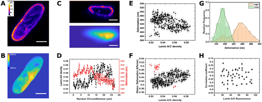 J_Cell_Sci's tweet photo. The article by Srivasta et al. @ehrlicherlab @BioengMcGill pointing to a role for lamin A/C role in mechanotransduction is #openaccess thanks to @Co_Biologists's #ReadandPublish agreement with @mcgillu: https://t.co/vxsU9ZtOnG https://t.co/VBaYi3NyCP