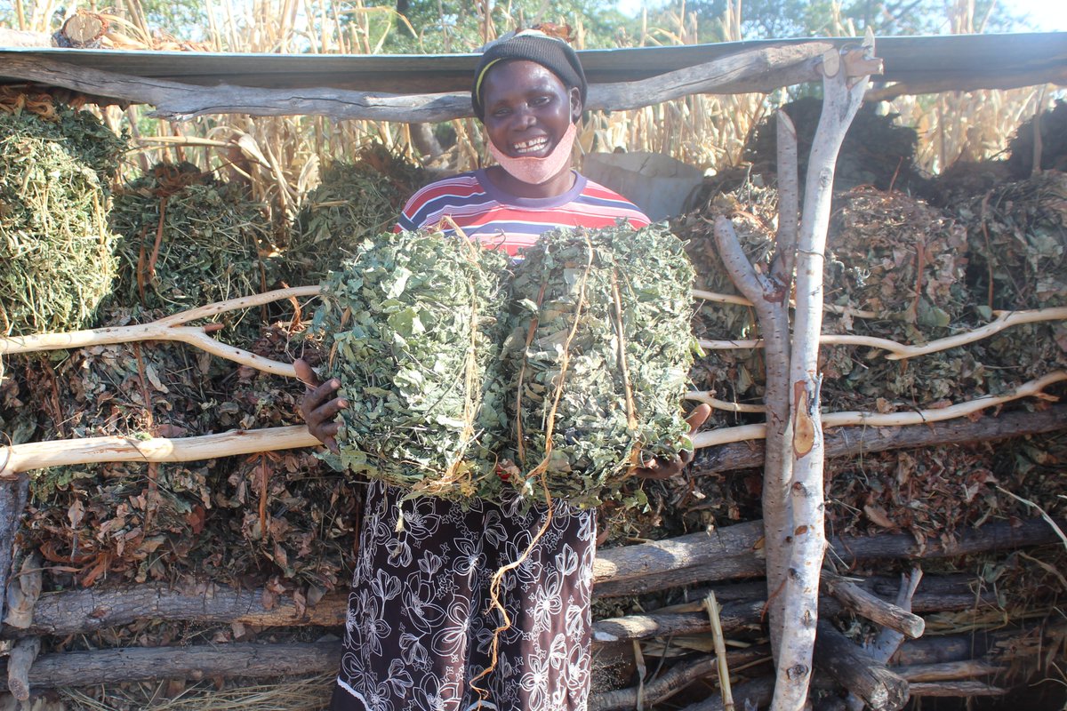 In an effort to increase productivity, reduce cost of production and cattle poverty deaths. @ZRBF #MELANA distributed velvet bean seeds to farmers who have since started bailing the foliage in preparation for the dry season.