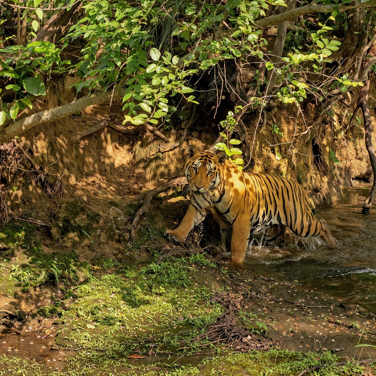 AdityajWildlife's tweet photo. Increasing local tiger abundance, while important, will still be an inadequate conservation strategy in the absence of population connectivity. The future of large carnivores is in securing habitats to maintain structural and functional connectivity
#tigers #wildlifeconnectivity https://t.co/m3KDw0jgax