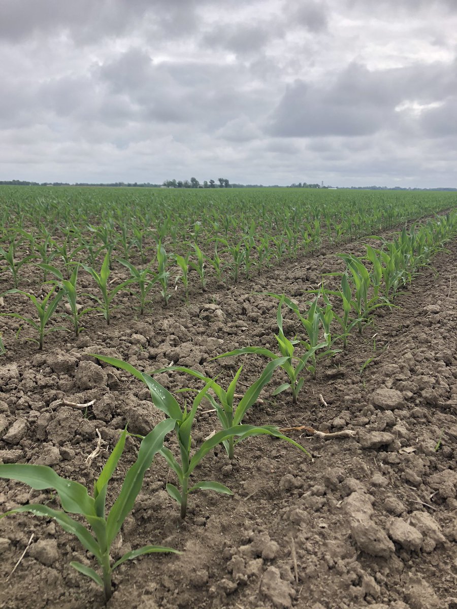 jmichael8430's tweet photo. Every year it amazes me how perfect the Exactemerge planter spits the corn out perfectly 👌🏻👌🏻 #plant21 #DKC59-82 @JohnDeere @Asgrow_DEKALB https://t.co/JMWj4k5djz