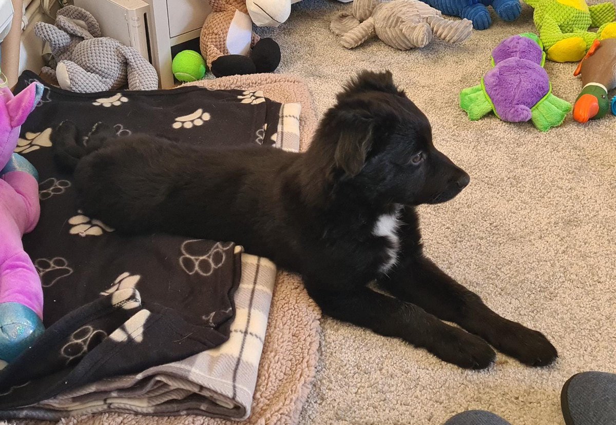 injackwetrust17's tweet photo. Two weeks ago, my wife and I did a thing. This is Bandit, he is a 14 week old Border Collie and I love him so very much. https://t.co/CrvDksjhnt