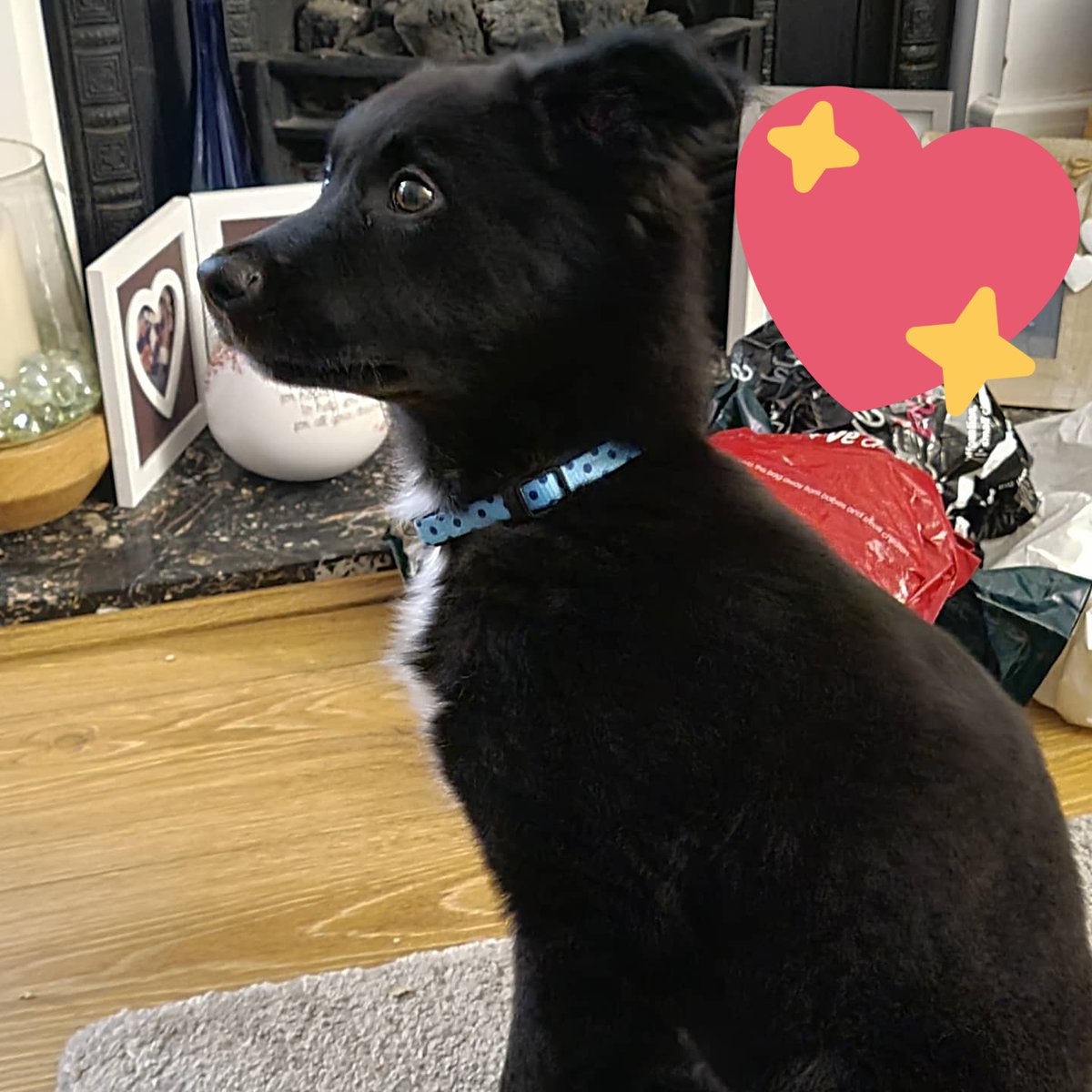 injackwetrust17's tweet photo. Two weeks ago, my wife and I did a thing. This is Bandit, he is a 14 week old Border Collie and I love him so very much. https://t.co/CrvDksjhnt
