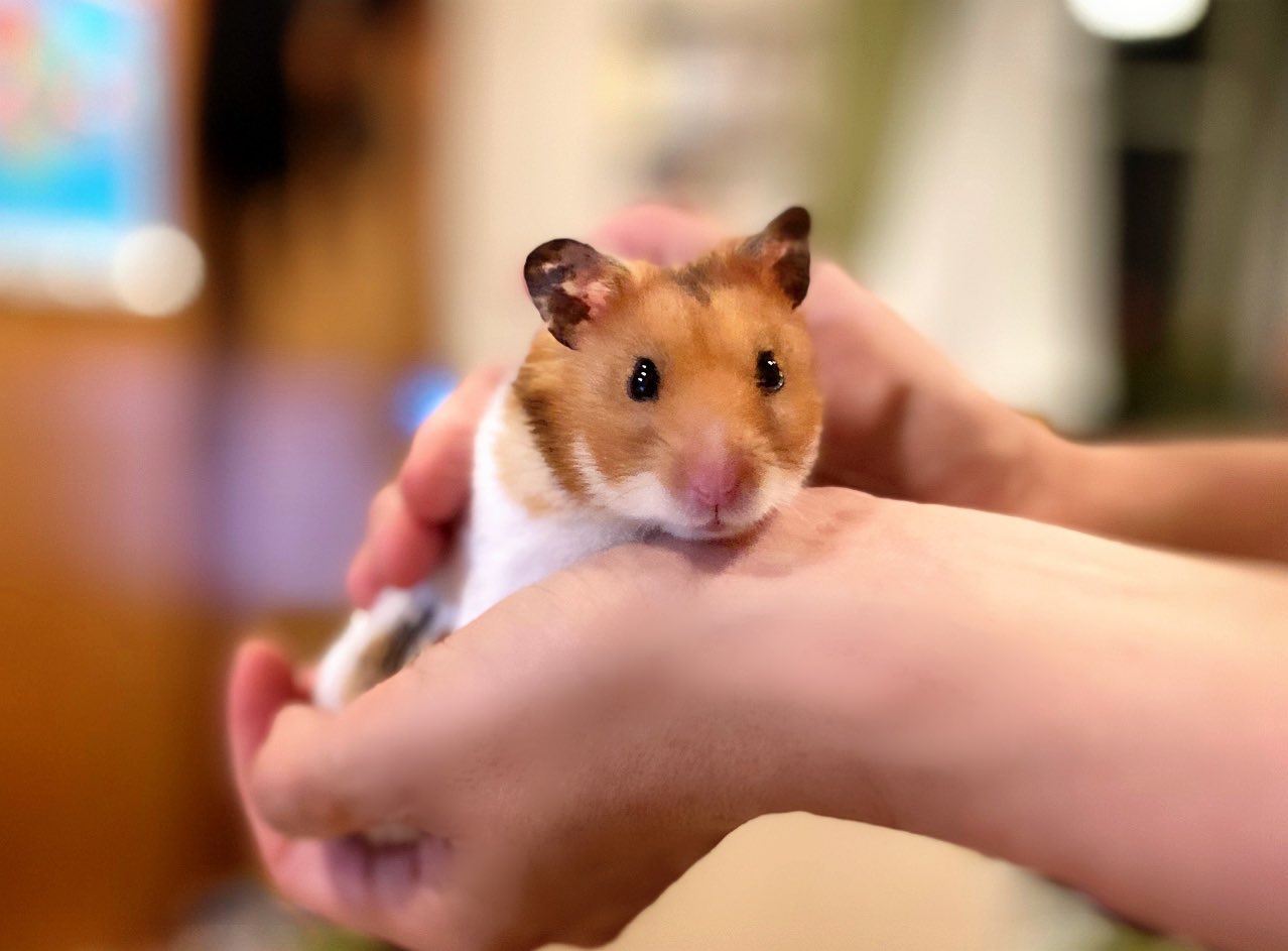 Yayoi Toriki 動物のお医者さん を読まずして動物と暮らすなんて ガラスの仮面 を読まずして舞台の仕事をするようなものよ と言われて素直に動物のお医者さんを読んでクッククック笑ってる息子かわいい あとうちの ハムスター も可愛い 小6男子