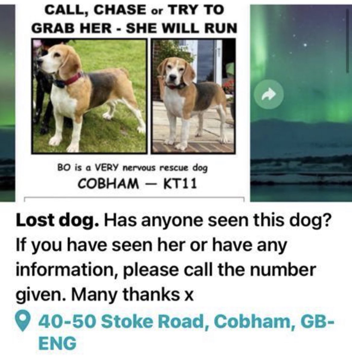 MISSING DOG IN Oxshott