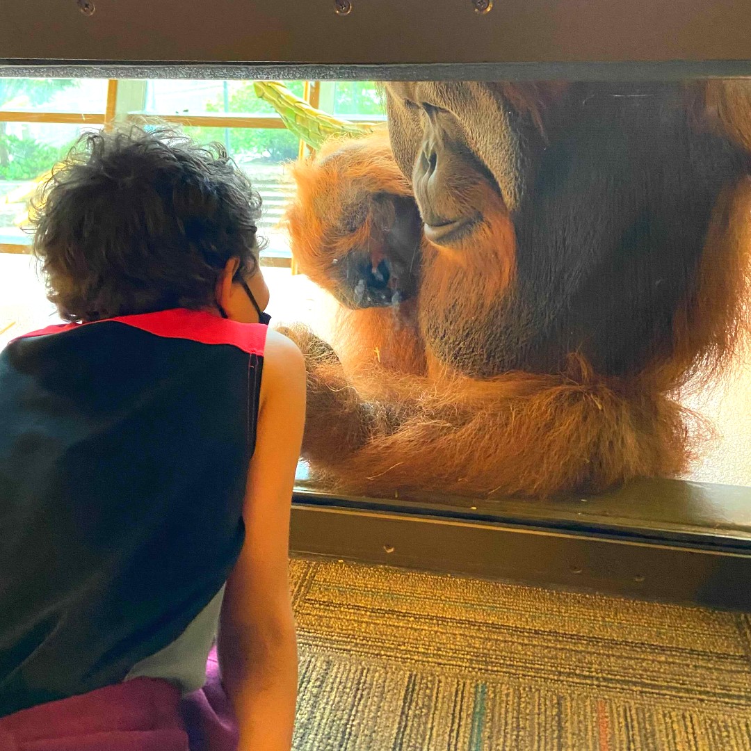 Field trip to the Indianapolis Zoo is always a great way to tie up the school year. Here's a snap of one of our 2nd grade students and his new orangutan friend! 🍌