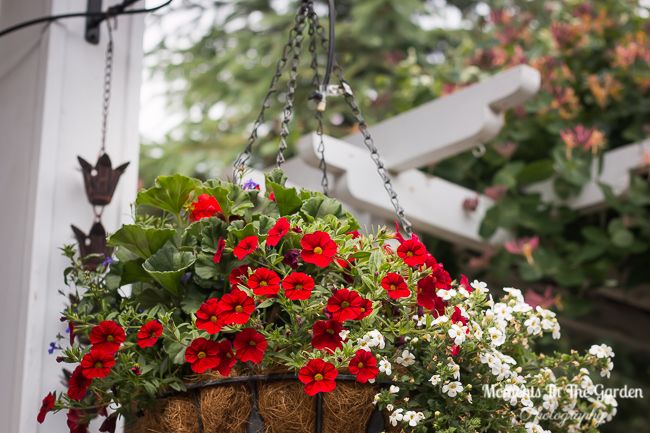 MomentsintheG's tweet photo. With continuous fertilizing the hanging baskets and containers are flourishing. #hangingbaskets #containers #containerflowers #hangingbasketplants #weeklyfertilizing #momentsinthegardenphotography https://t.co/O4DyFGvb19