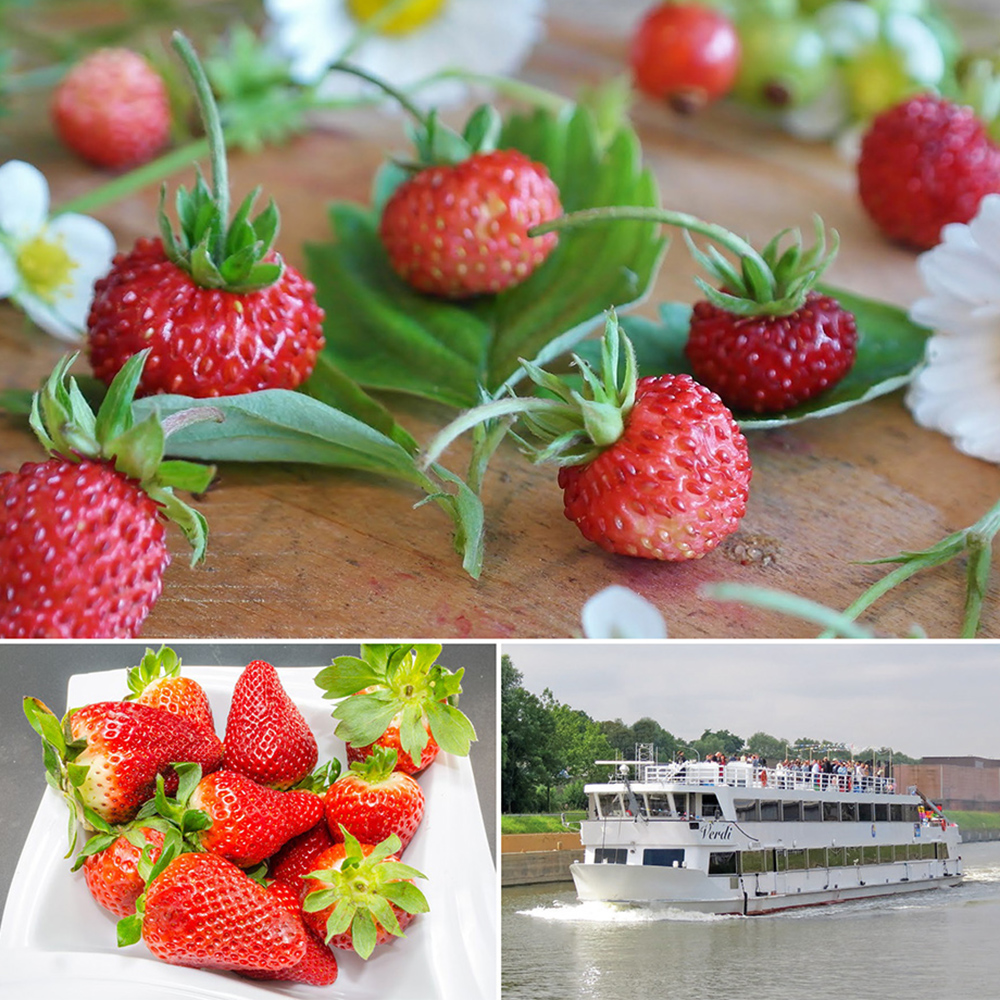 Rivertours1's tweet photo. Zondag 13/06/2021: boottocht vanuit TEMSE. 
Varen op de Schelde en genieten van aardbeien. Ontspanning en variatie verzekerd! 
INFO: T 03 711 38 21 - info@rivertours.be 
#rivertours #coronasafe  #boottochten #bootjevaren  #uitstap #eropuit #dagjeweg #rivertours https://t.co/EXtAja5zwF