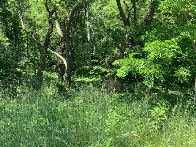 DavidHughesJHRE's tweet photo. 24846 Nagel Ave., Glenwood. 11.69 Acres.  Timber, hilltop views, wildlife.  No covenants!  Great acreage building site!  $179,000 https://t.co/hhcjJy8JoF