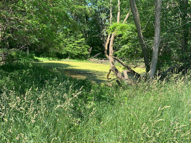 DavidHughesJHRE's tweet photo. 24846 Nagel Ave., Glenwood. 11.69 Acres.  Timber, hilltop views, wildlife.  No covenants!  Great acreage building site!  $179,000 https://t.co/hhcjJy8JoF