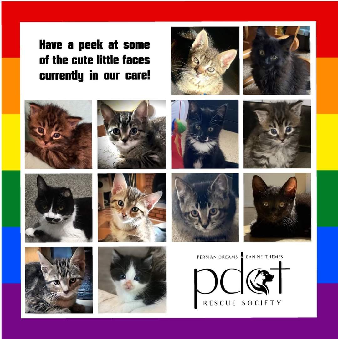 pdctrescue's tweet photo. Meet some of the sweet souls currently in our care! We've been rescuing animals in the #medhat area for 14+ yrs! We're a non-profit, foster based rescue &amp; due to COVID, we can't have adoption events so would appreciate a retweet to get these gorgeous kitties into a forever home. https://t.co/CtCKKW6wwq