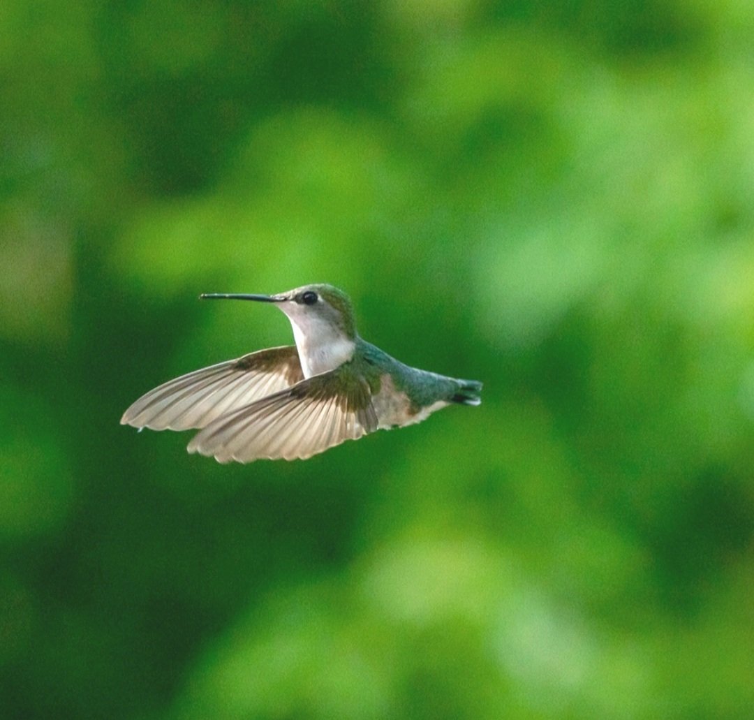 RT @KFlanaganphotos: Female Ruby-throated Hummingbird #birds #photography https://t.co/aOaCDRoQmn