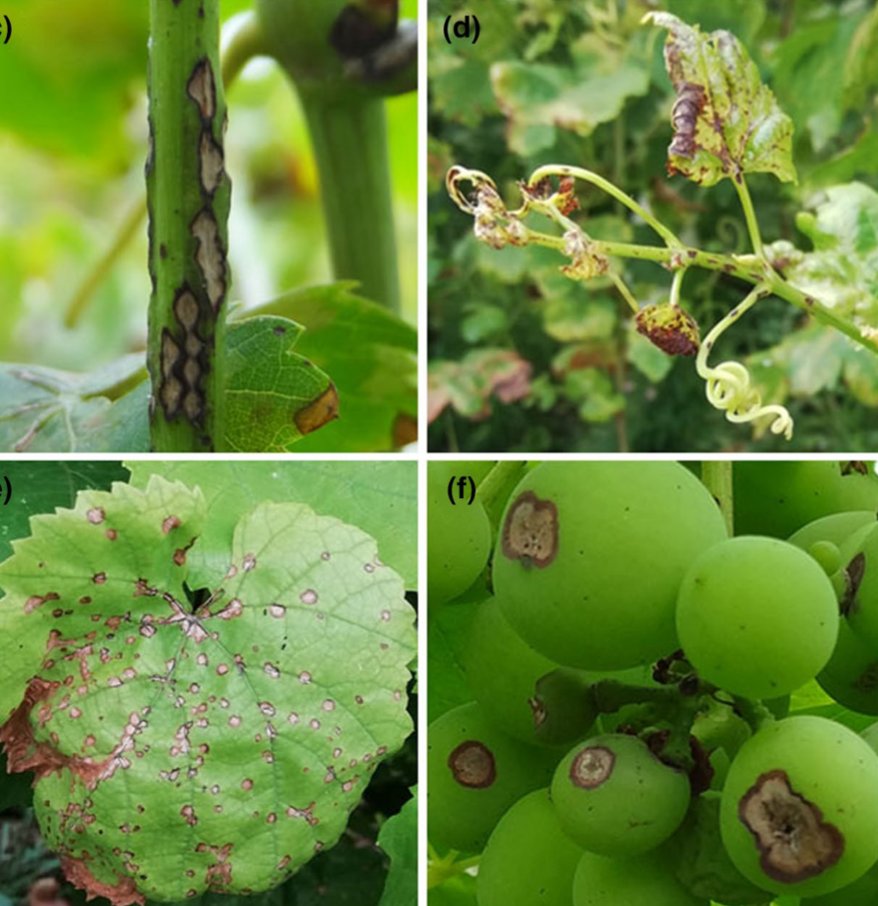 MPPjournal's tweet photo. New Pathogen Profile on Elsinoe ampelina, cause of anthracnose on grape, especially in humid areas: https://t.co/LOUjOeTeFR https://t.co/kYOTYLAH6d