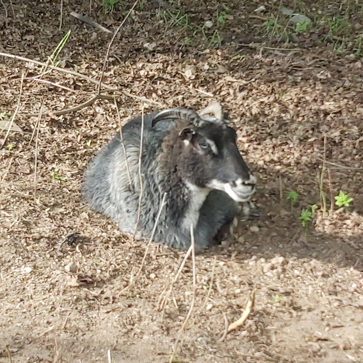 KaisaTammi's tweet photo. Hämeenlinna -Meillä on ongelma. Jättipalsamin torjujat ottavat tehtävänsä ehkä turhan rennosti. Tänään vartija Aki houkutteli laumaa paremmille ruokapaikoille. Kyllä rise-ammattilaisista on moneksi.
#Ojoinen
#kesälampaat https://t.co/yTKAoFT0t3
