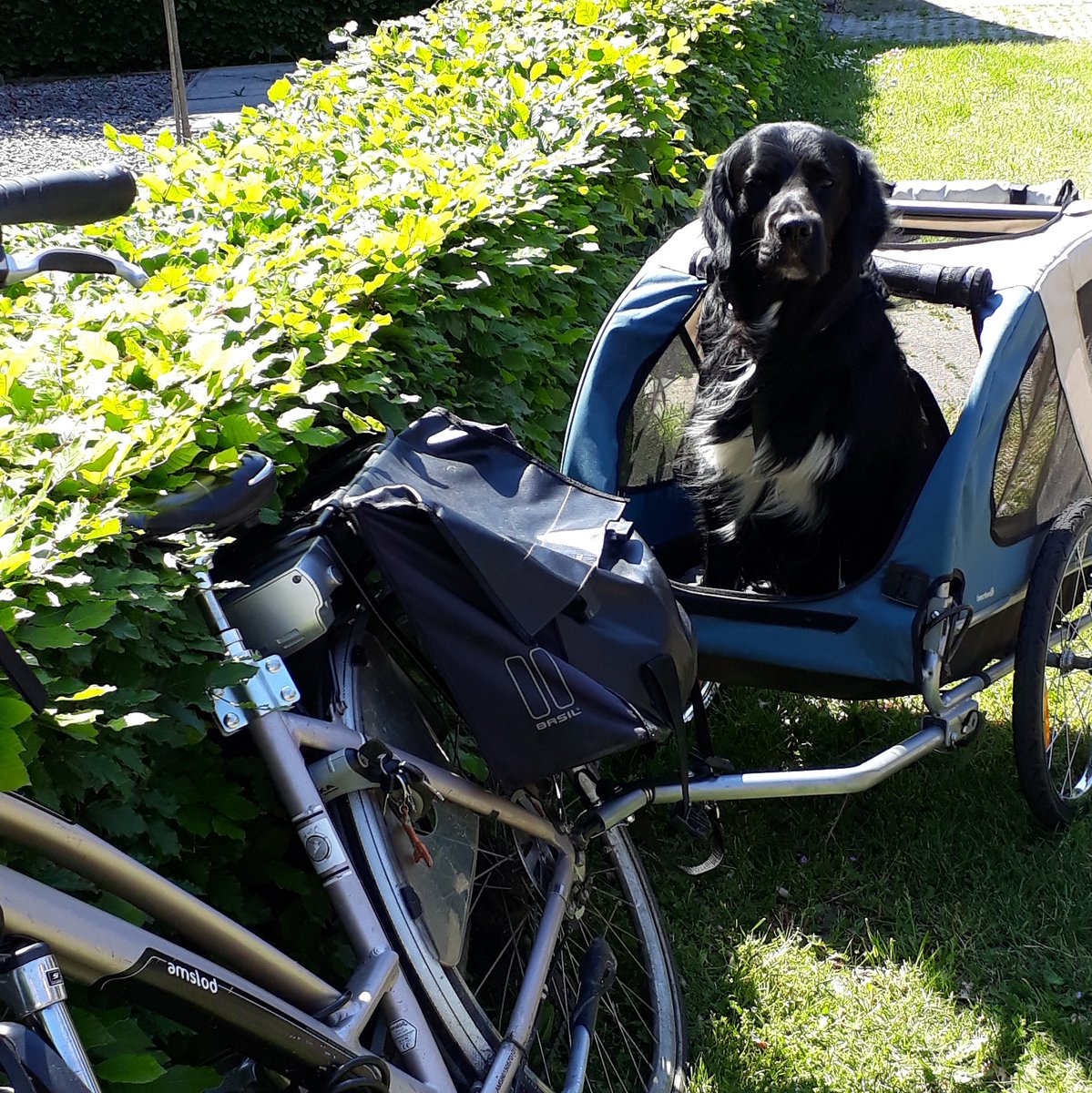 g_h21's tweet image. Ik ben zo pissig en verdrietig. Olafs fietskar is gejat. We gingen naar het bos, daar fiets geparkeerd, klein rondje gelopen en bij terugkomst was de kar weg 😱
Moest hij het hele eind naar huis lopen. ☹
🤬🤬🤬🤬😭😭