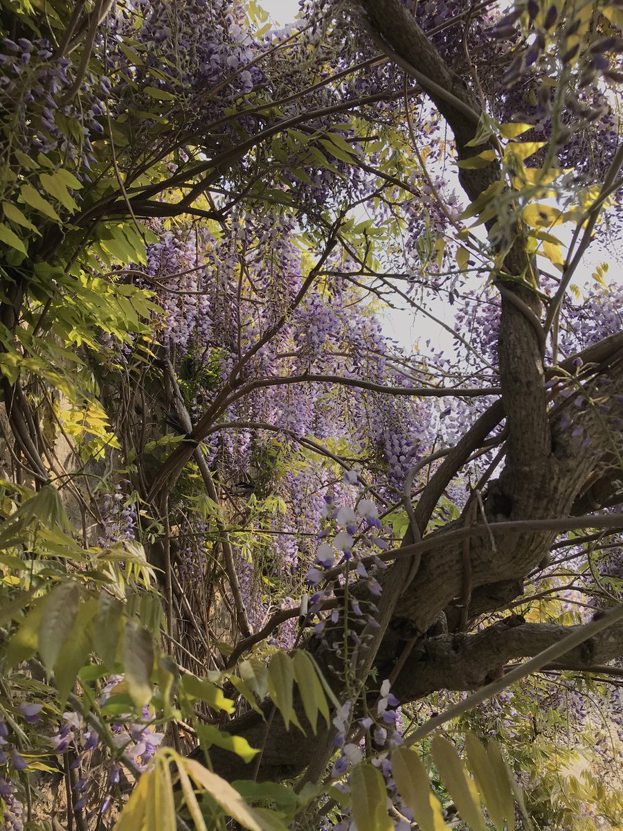 In all its glory @TheBotanics #RBGEhort