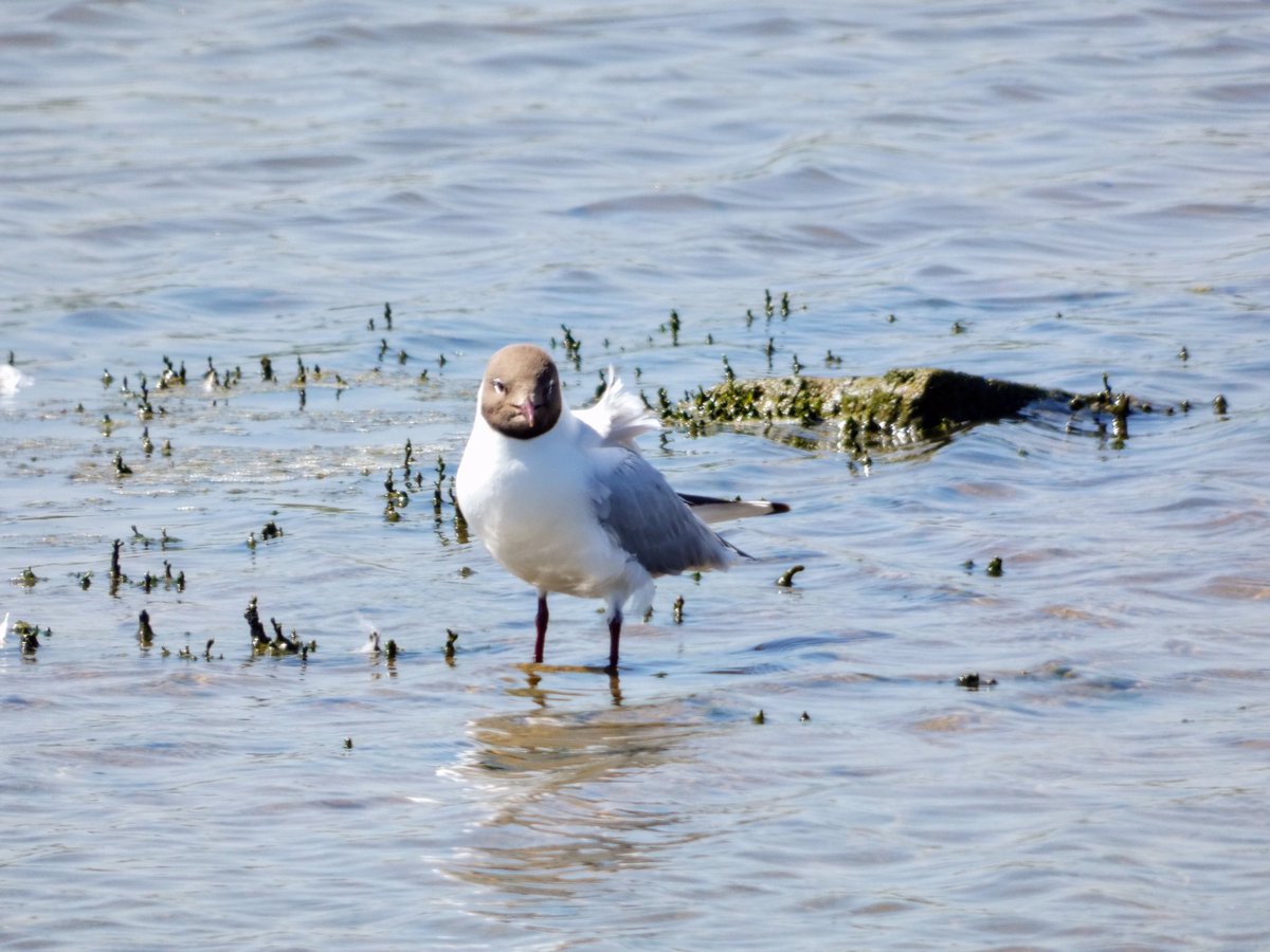 Grumpy black headed gull <a href="/Natures_Voice/">RSPB</a> <a href="/BirdWatchingMag/">Bird Watching</a> @wildlife_uk <a href="/LumixUK/">Lumix UK</a>