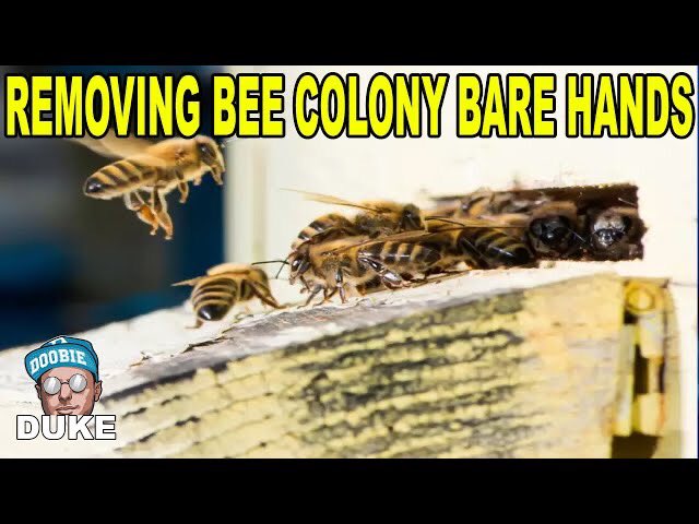 doobiedukesims's tweet image. Watch bee woman remove a whole colony of bees with bare hands | Reaction youtu.be/ap3x9tyarHk #bees #beework #honeybees #queenbee #viralvideo