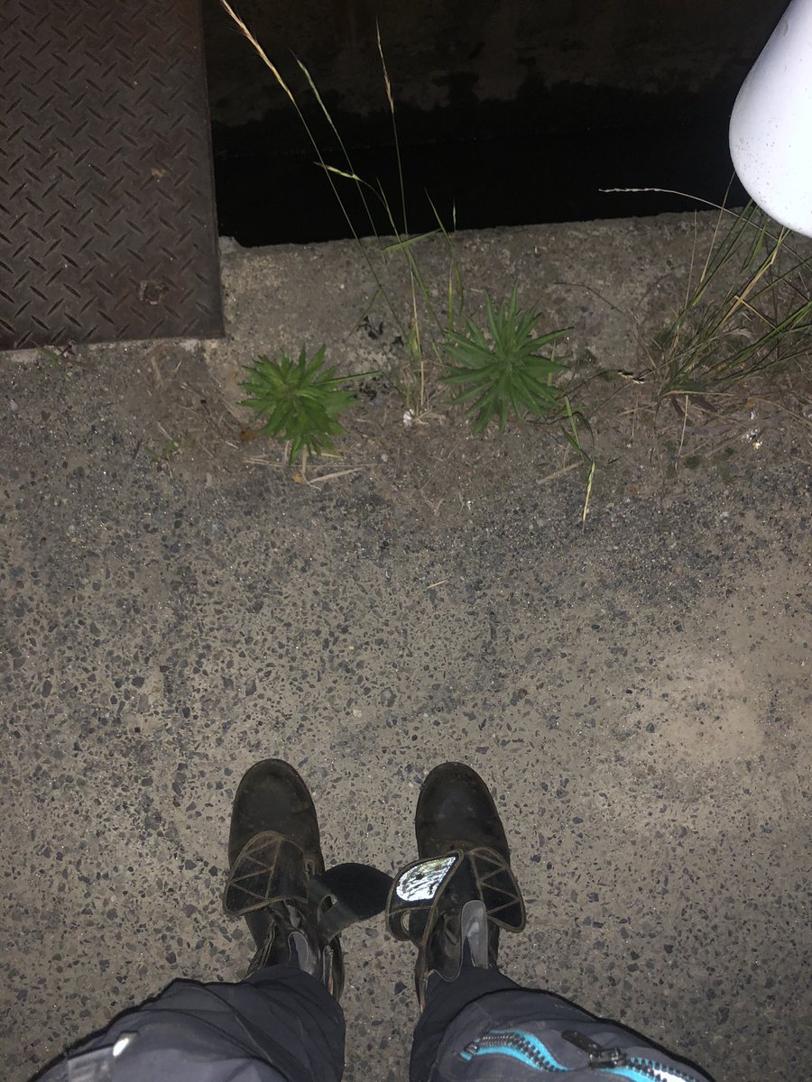 今帰ってる途中ニャーニャー聞こえるから溝に猫落ちててんけど。長靴とか無いからこれで救出行ってんけど、舗装履どぶの匂いする