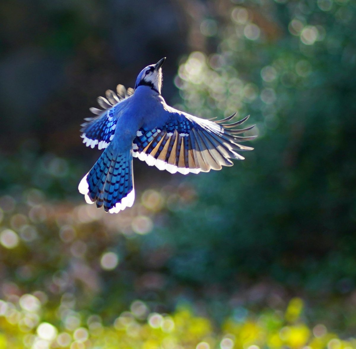 romanewyork's tweet photo. Blue Jay with bokeh , at Cleopatra's needle ,Central Park.

#birdcpp
#birdsinflight #flyingbirds  #birds_in_flight #blue_jay #blue @birdCentralPark  #bokeh https://t.co/OrD06SmG0e
