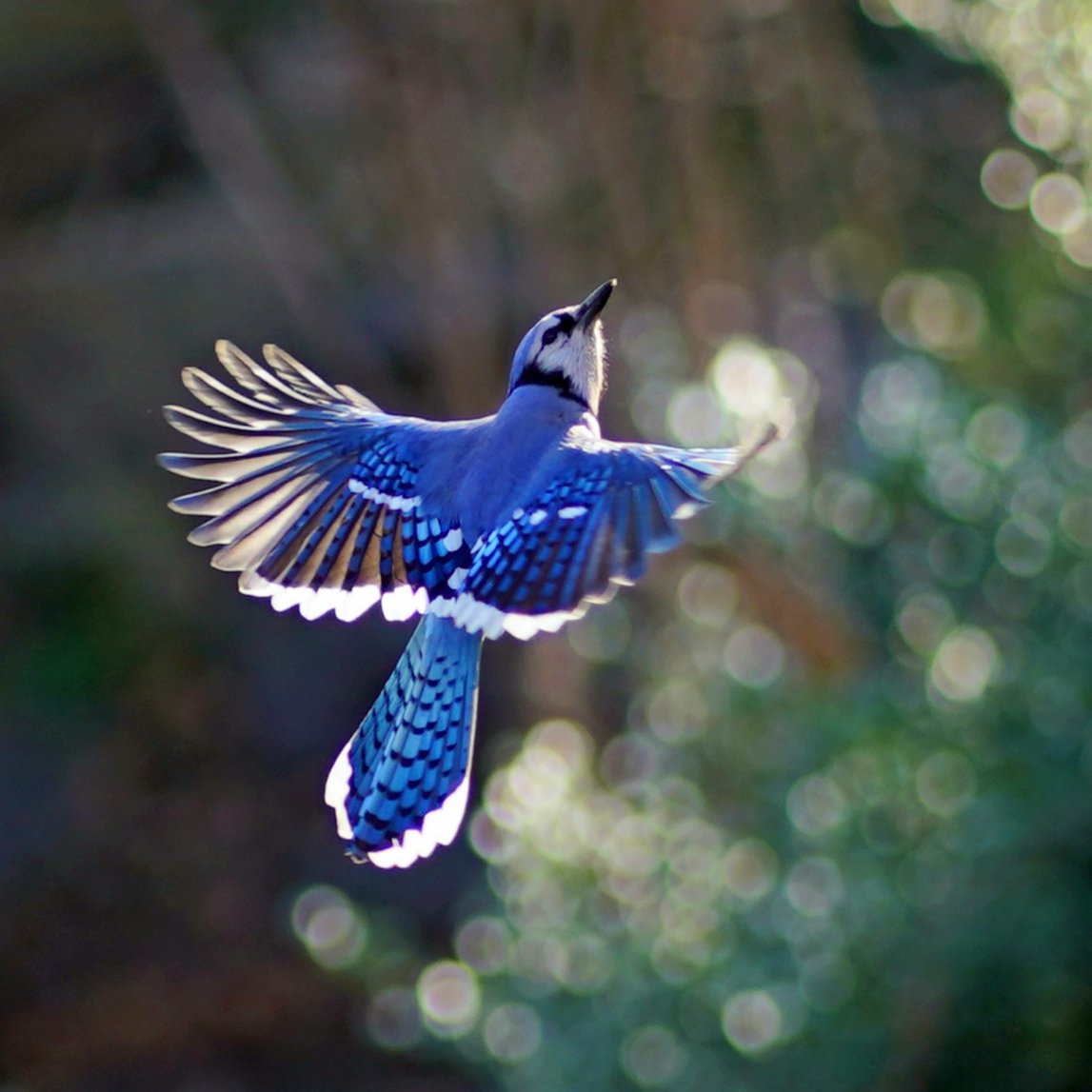 romanewyork's tweet photo. Blue Jay with bokeh , at Cleopatra's needle ,Central Park.

#birdcpp
#birdsinflight #flyingbirds  #birds_in_flight #blue_jay #blue @birdCentralPark  #bokeh https://t.co/OrD06SmG0e