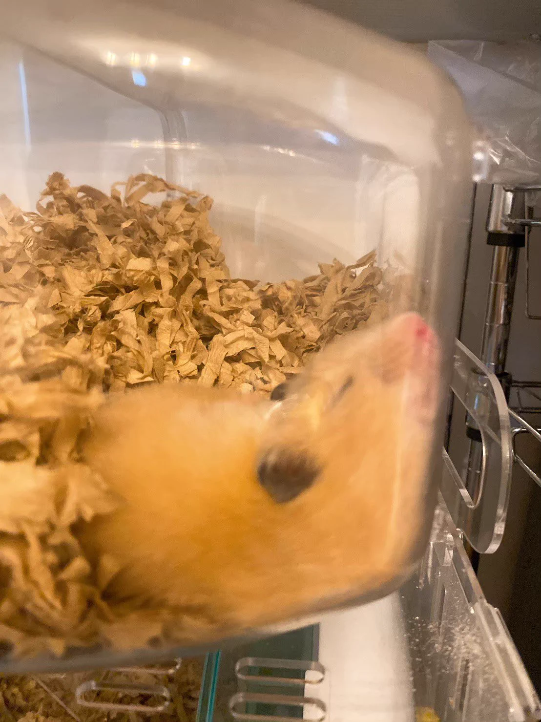 野田クリスタルさんが飼っているハムスターが1歳に！スーパーはむはむPARTYを開催する模様！