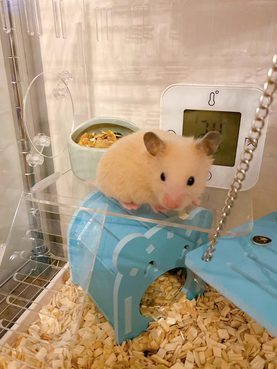野田クリスタルさんが飼っているハムスターが1歳に！スーパーはむはむPARTYを開催する模様！