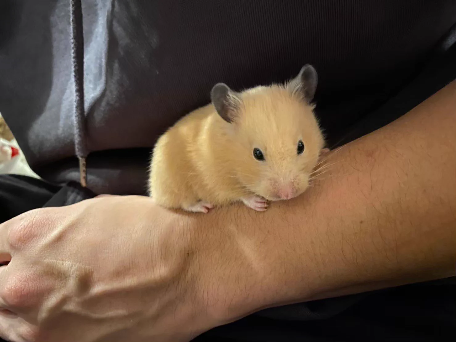 野田クリスタルさんが飼っているハムスターが1歳に！スーパーはむはむPARTYを開催する模様！