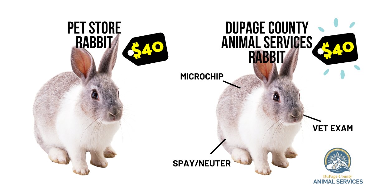 DuPageCAS's tweet photo. We have bunnies of all different sizes, ages, bonded, singles, loppy and not. Send us an app at https://t.co/DA8deXJXFU to meet your perfect match! https://t.co/elqyDRcpMp