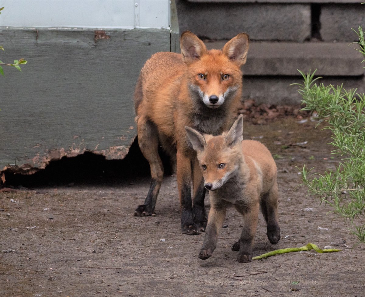 tcddublin's tweet photo. ๐ฆ Oh how fast they grow! #TrinityFox
Have you seen them on campus yet? https://t.co/xBM1JkkP2H
