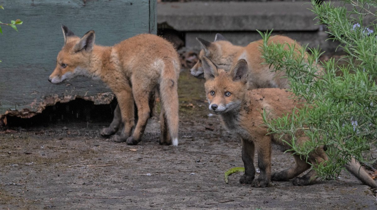 tcddublin's tweet photo. ๐ฆ Oh how fast they grow! #TrinityFox
Have you seen them on campus yet? https://t.co/xBM1JkkP2H