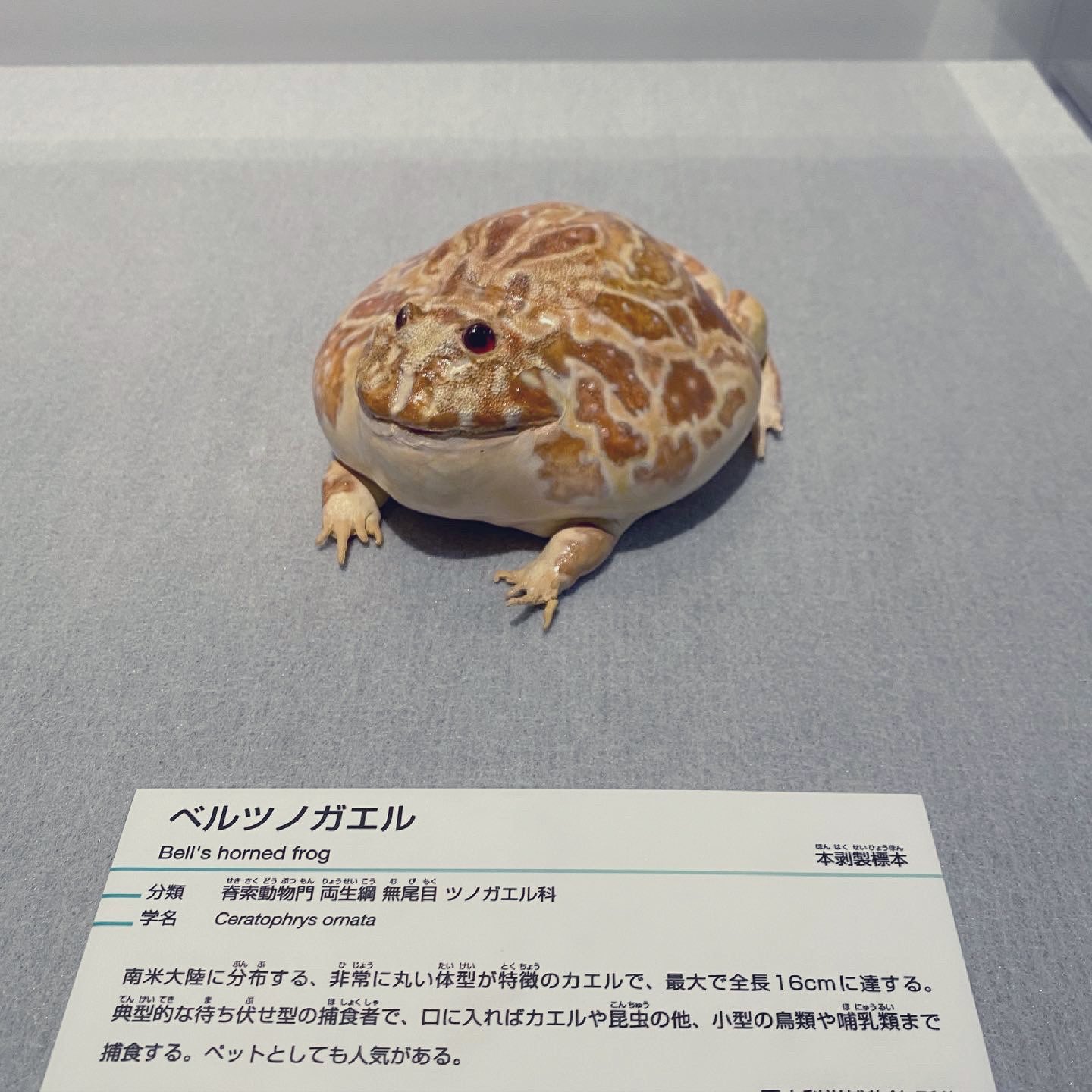 ベニツノカエル Twitter Search Twitter