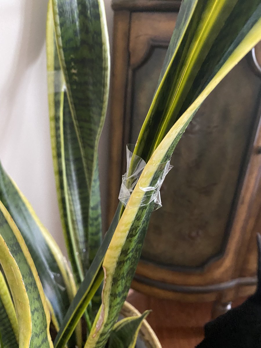 ShitmyL's tweet photo. Next up on Snake Plant Drama: https://t.co/pSIH5VHBCV