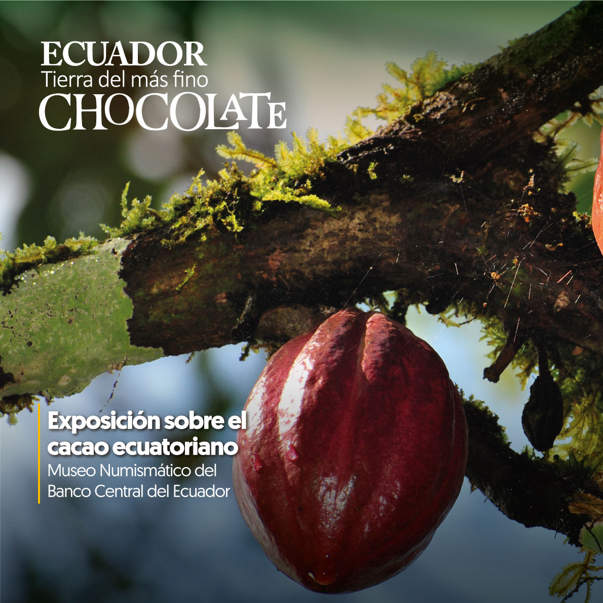 ViajaPrimeroEC's tweet photo. El cacao fino de aroma o "pepa de oro" tiene un lugar importante en la exposición del Museo Numismático BCE. Te invitamos a visitar este espacio y a conocer algunos datos interesantes sobre la Tierra del Más Fino Chocolate. #MeQuedoEnEcuador https://t.co/n3ANdtGXvq