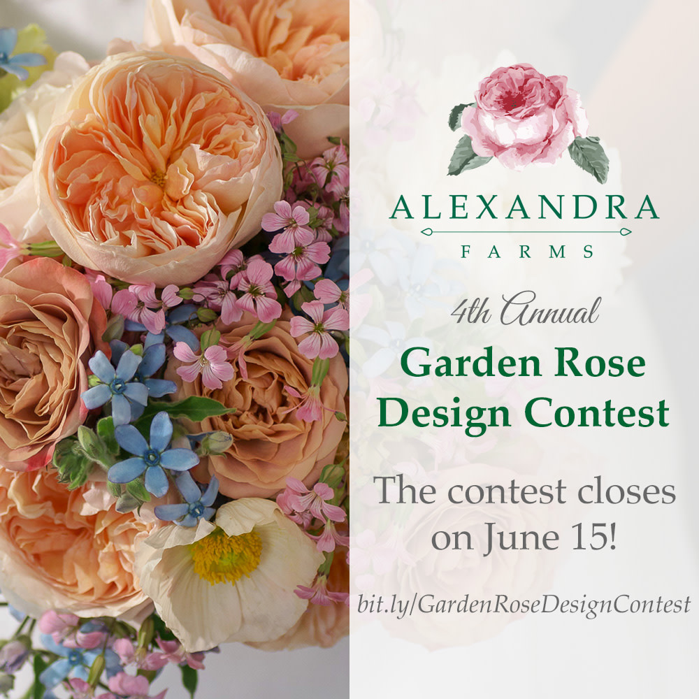There's still time to register for the Garden Rose Design Contest! Prizes include free garden roses and an all-expenses-paid trip for two to our farm in Bogotá, Colombia. The contest closes on June 15. bit.ly/GardenRoseDesi… #gardenrosedesigncontest #gardenroses #roses #flowers